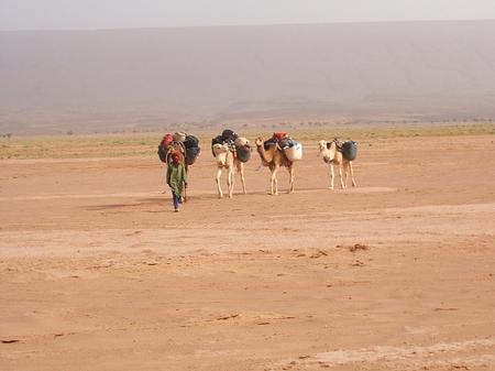Trek Sahara - the camels
