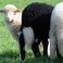 Image 2: sheep