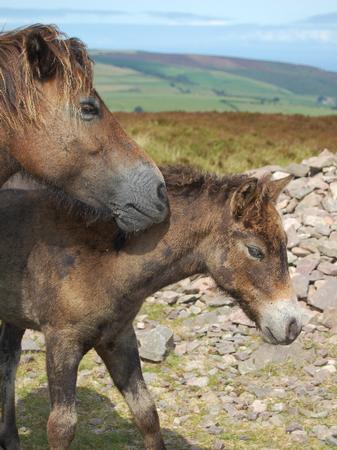 Dartmoor Foal