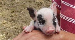 Micro Pigs - the latest pet craze 