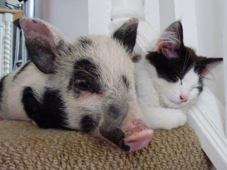 Little pig snoozes with the farm cat
