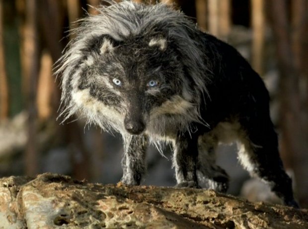 Wolf emerging - Peter and the Wolf