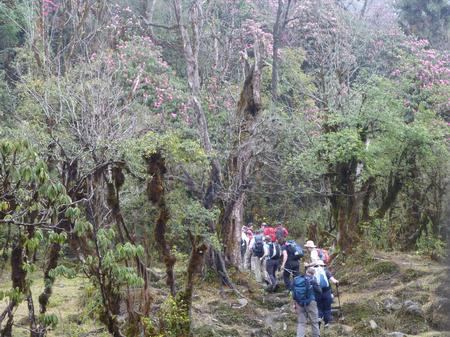 Walking through the Rhododendron Forests
