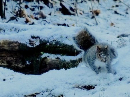 Snow Pictures 2010