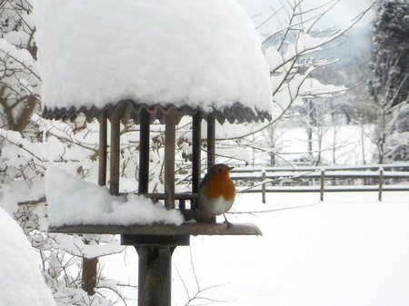 Snow Pictures - 20 December