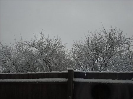 Snow Pictures - 20 December