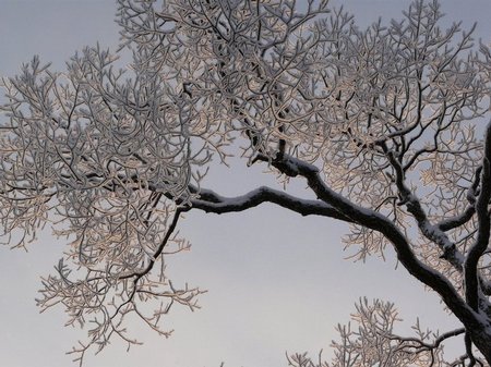 Snow Pictures - 20 December