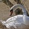 Image 7: Mute Swan
