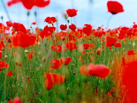 Mothering Sunday Dedications, Flower, Flowers
