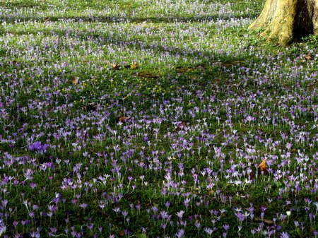 Mothering Sunday Dedications, Flower, Flowers