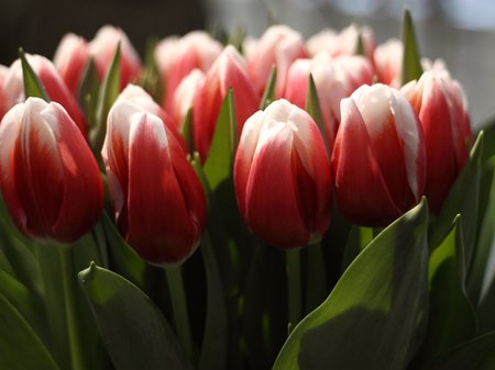 Mothering Sunday Dedications, Flower, Flowers