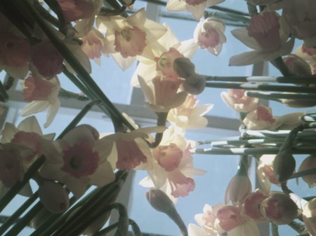 Mothering Sunday Dedications, Flower, Flowers