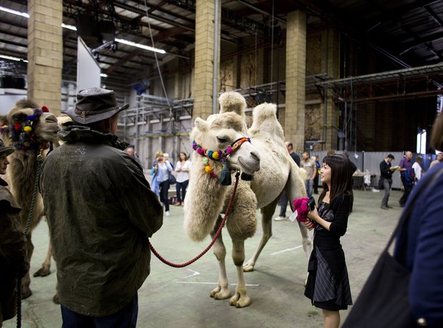 Stockhausen camel
