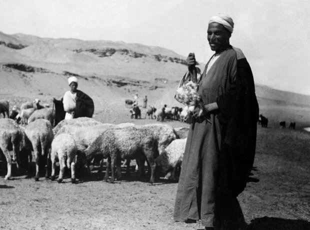 turkush shepherd
