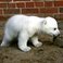 Image 9: baby polar bear knut