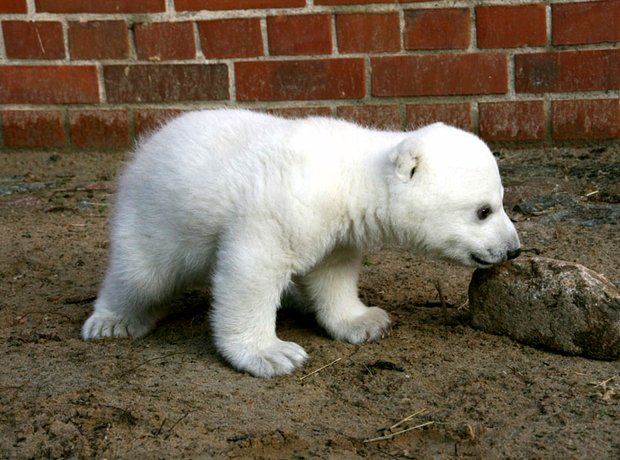 baby polar bear knut