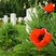 Image 9: poppy remembrance sunday