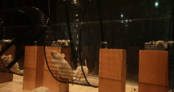 mice playing classical music
