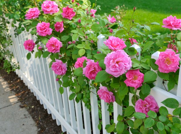 roses on fence