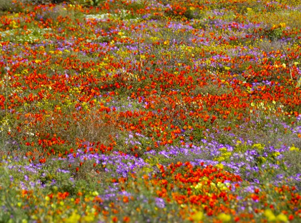 wild flowers