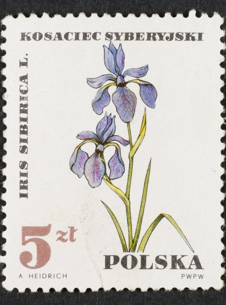 flowers on Polish stamp
