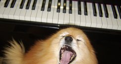 classical music dog