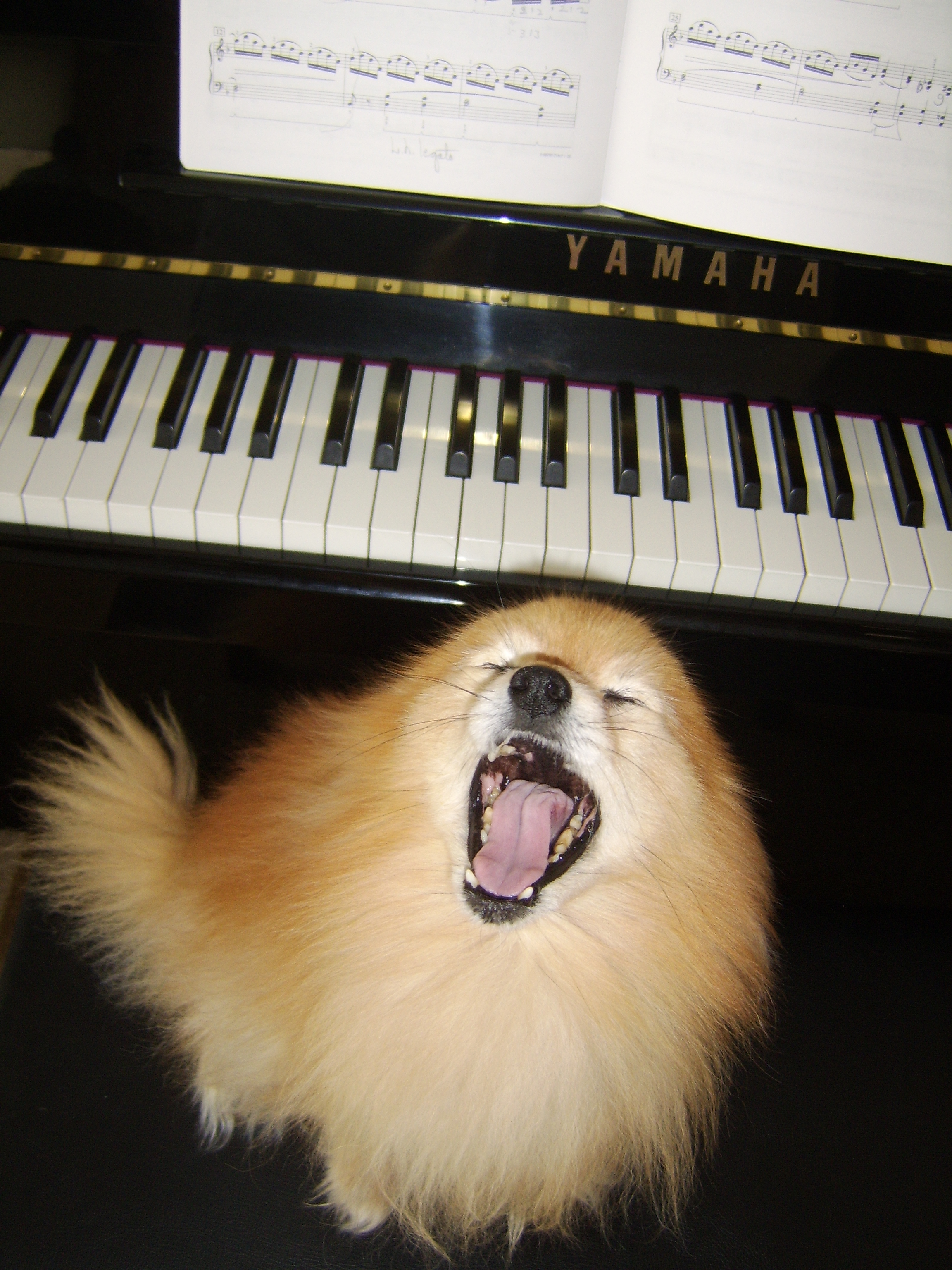 classical music dog