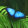 Image 6: turquoise butterfly