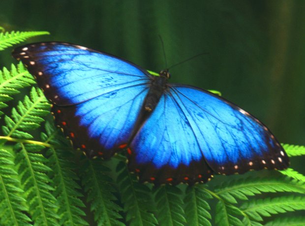 turquoise butterfly