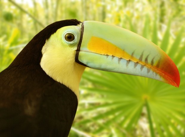 Green toucan