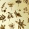 Image 4: Botany Saint-Saens geology botany butterflies maths