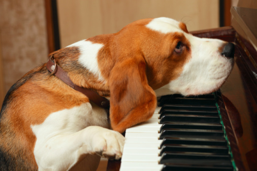 pets playing music