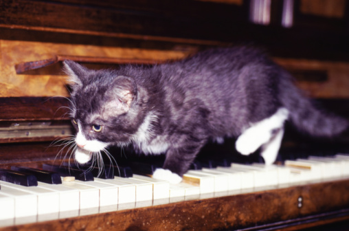 pets playing music