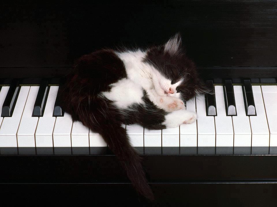 pets playing music