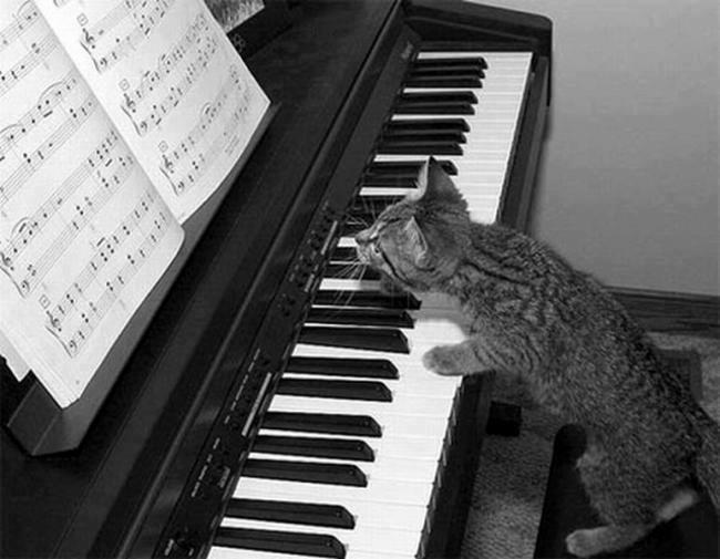 pets playing music
