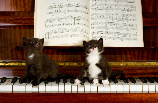 pets playing music
