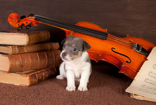 pets playing music