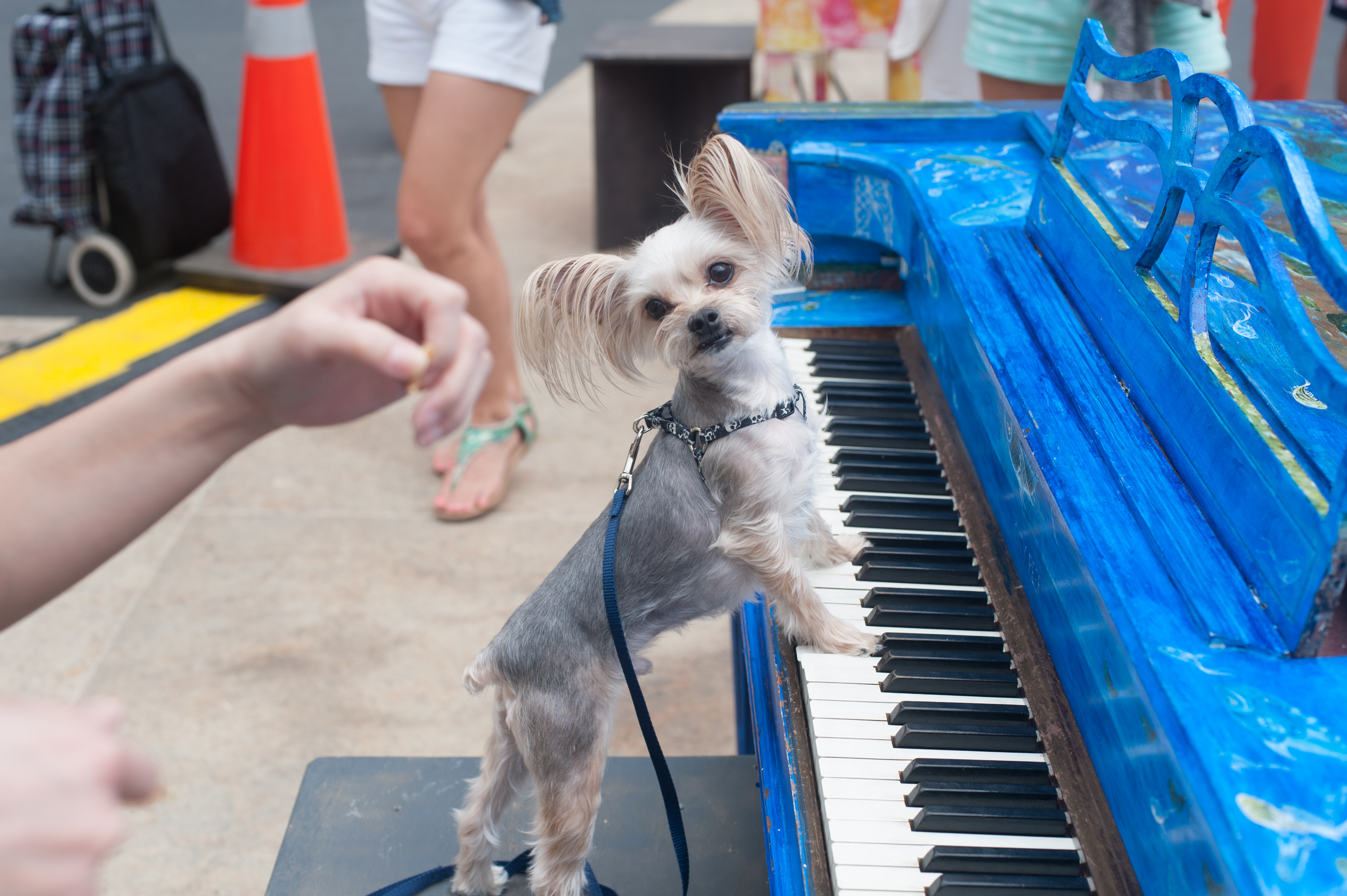 pets playing music