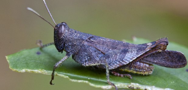 Cricket 'choir' sounds like human voices - Classic FM