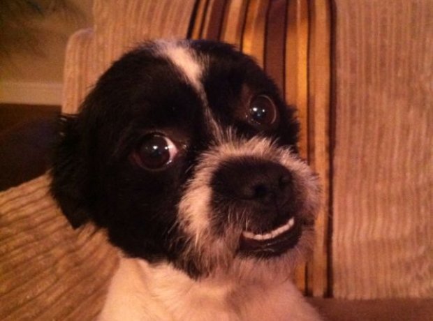 Classic FM Dogs