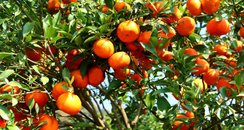 orange grove florida