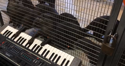 otters playing piano