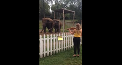 Elephants dancing violin Bach