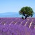Image 7: lavender Provence France