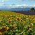 Image 2: Provence France sunflowers Milhaud