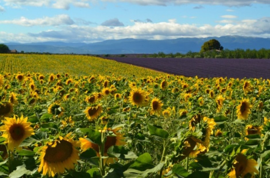 Provence France sunflowers Milhaud