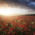 poppy field sunset somerset