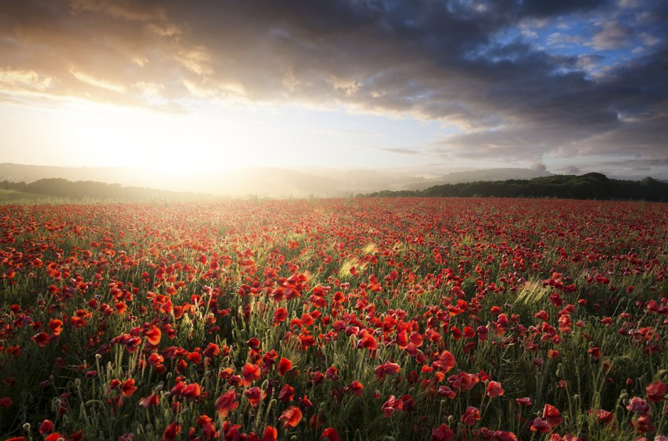 poppy field sunset somerset