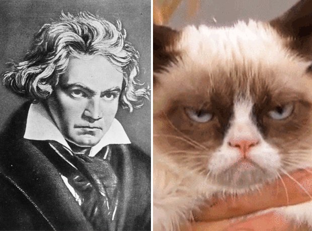 Cat composer lookalike Beethoven