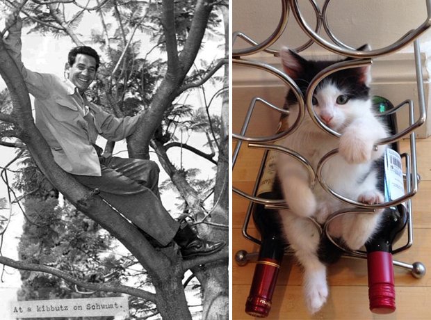 Cat composer lookalike Bernstein